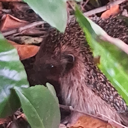 [Der Igel]