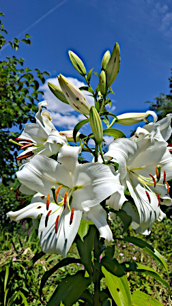[Lilien]