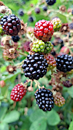 [Brombeeren]